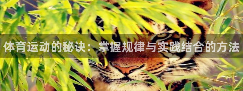 中欧体育登录：体育运动的秘诀：掌握规律与实践结合的方法